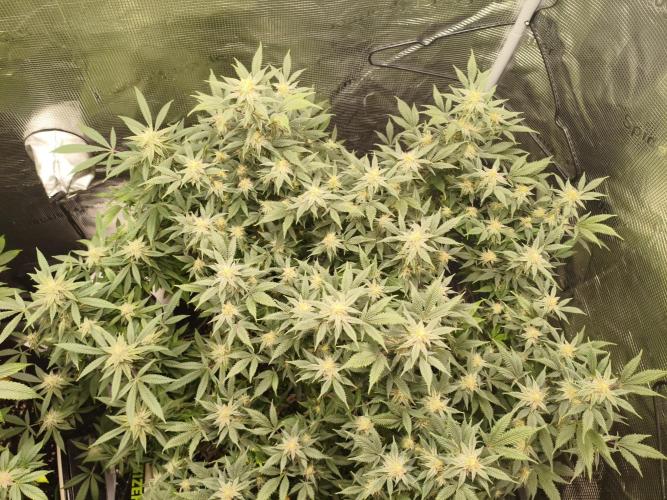 1st living soil run. Week 13