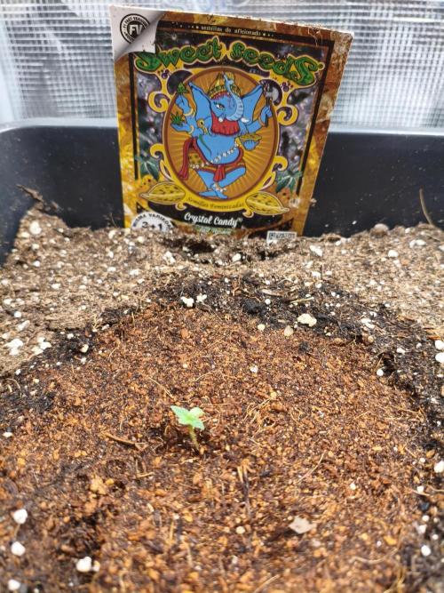 Maryjane seeds. Week 0