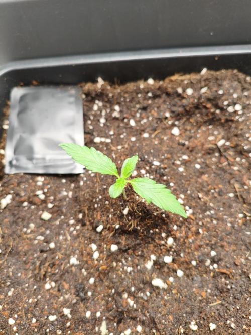 Maryjane seeds. Week 0