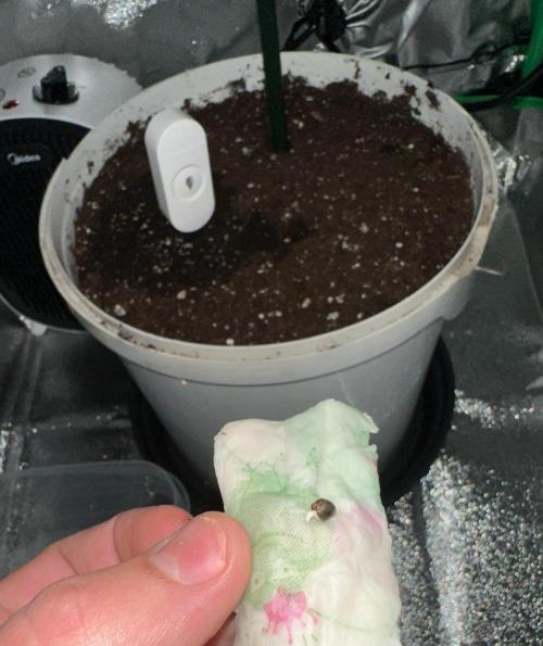 RQS Royal Dwarf Auto (1st grow). Week 0 - Tag 0