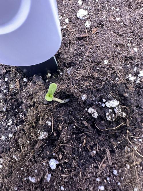 RQS Royal Dwarf Auto (1st grow). Week 0 - Tag 1