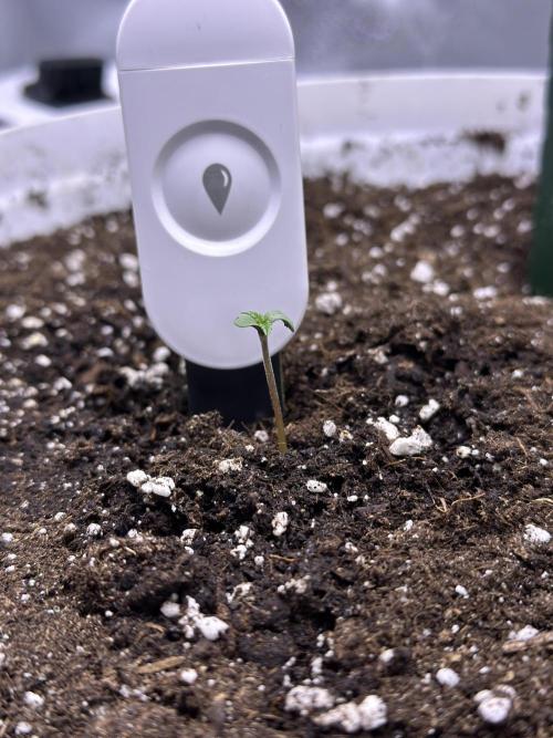 RQS Royal Dwarf Auto (1st grow). Week 0 - Tag 2
