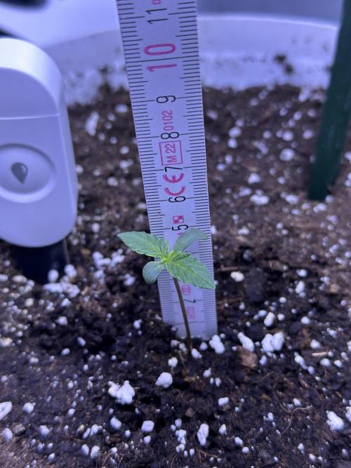 RQS Royal Dwarf Auto (1st grow). Week 0 - Tag 5