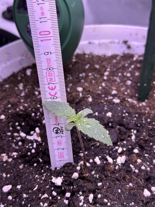 RQS Royal Dwarf Auto (1st grow). Week 0 - Tag 7