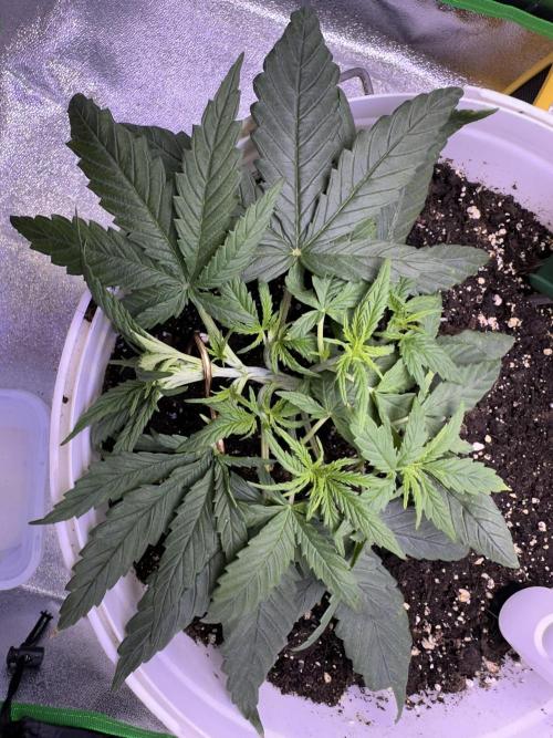 RQS Royal Dwarf Auto (1st grow). Week 4 - Tag 22
