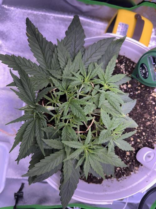 RQS Royal Dwarf Auto (1st grow). Week 4 - Tag 23
