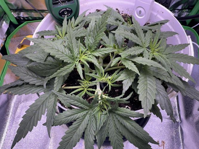 RQS Royal Dwarf Auto (1st grow). Week 4 - Tag 25