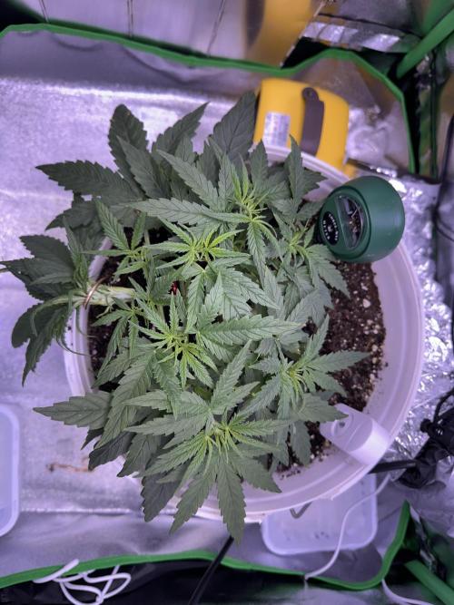 RQS Royal Dwarf Auto (1st grow). Week 4 - Tag 26