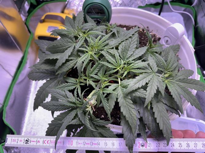 RQS Royal Dwarf Auto (1st grow). Week 4 - Tag 26