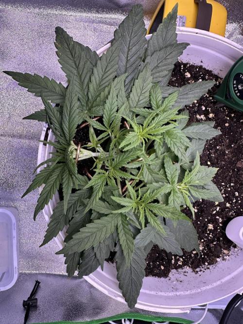 RQS Royal Dwarf Auto (1st grow). Week 4 - Tag 22