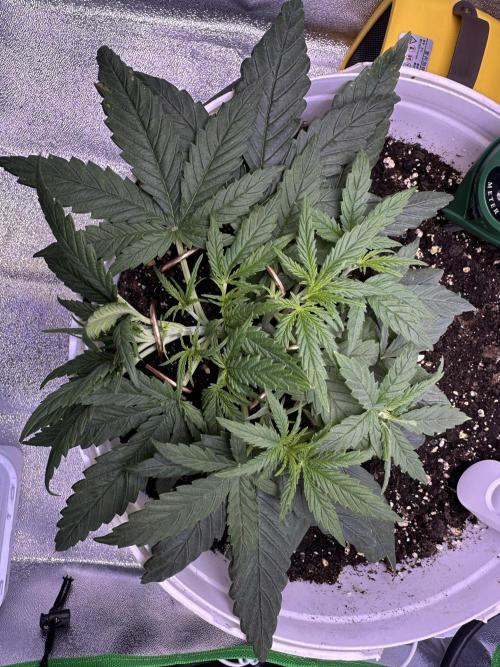 RQS Royal Dwarf Auto (1st grow). Week 4 - Tag 23