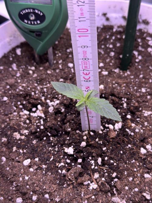 RQS Royal Dwarf Auto (1st grow). Week 2 - Tag 8