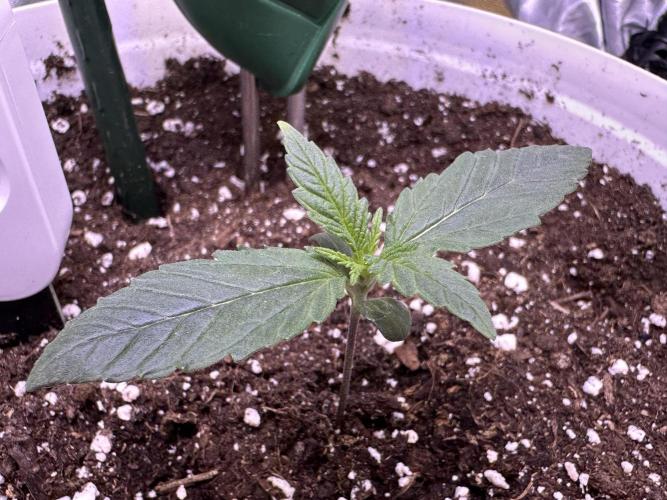RQS Royal Dwarf Auto (1st grow). Week 2 - Tag 9