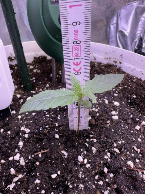 RQS Royal Dwarf Auto (1st grow). Week 2 - Tag 9