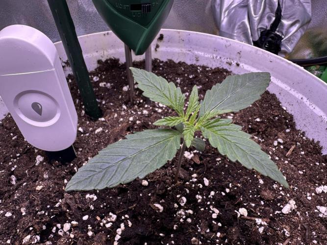 RQS Royal Dwarf Auto (1st grow). Week 2 - Tag 11