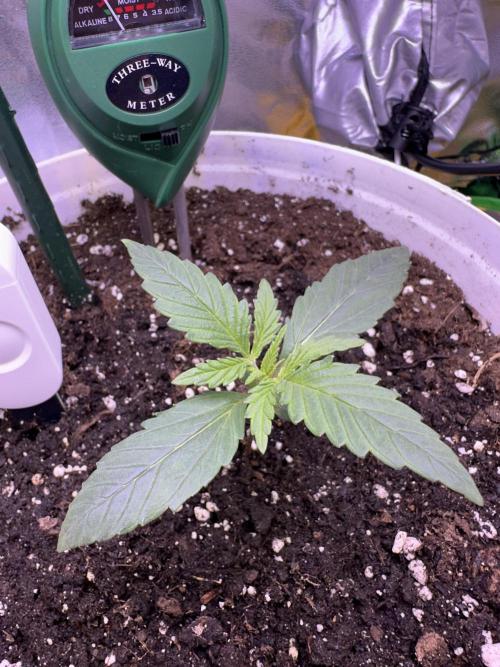 RQS Royal Dwarf Auto (1st grow). Week 2 - Tag 12