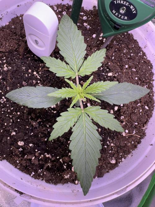 RQS Royal Dwarf Auto (1st grow). Week 2 - Tag 14 