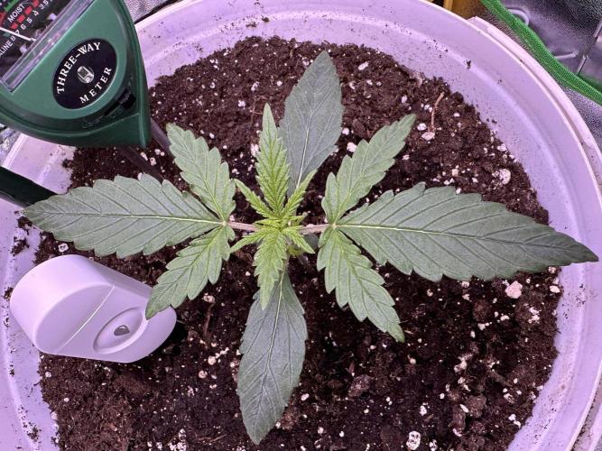 RQS Royal Dwarf Auto (1st grow). Week 2 - Tag 14 