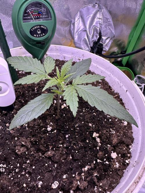 RQS Royal Dwarf Auto (1st grow). Week 2 - Tag 14 