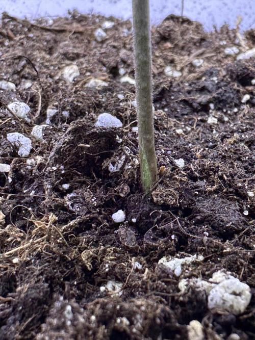 RQS Royal Dwarf Auto (1st grow). Week 2 - Tag 14 -  leichte Epidermis-Risse durch schnelles Dickenwachstum des Stängels.