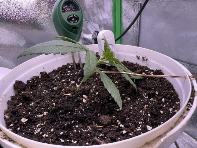 RQS Royal Dwarf Auto (1st grow). Week 3 - Tag 15 - Beginn des Low-Stress-Trainings