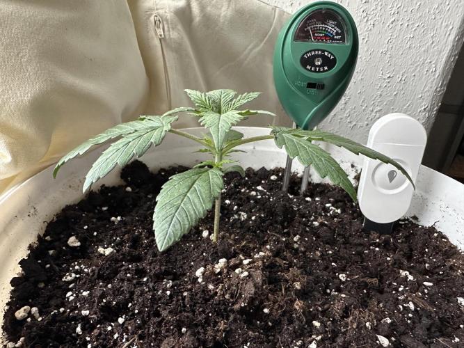 RQS Royal Dwarf Auto (1st grow). Week 3 - Tag 15