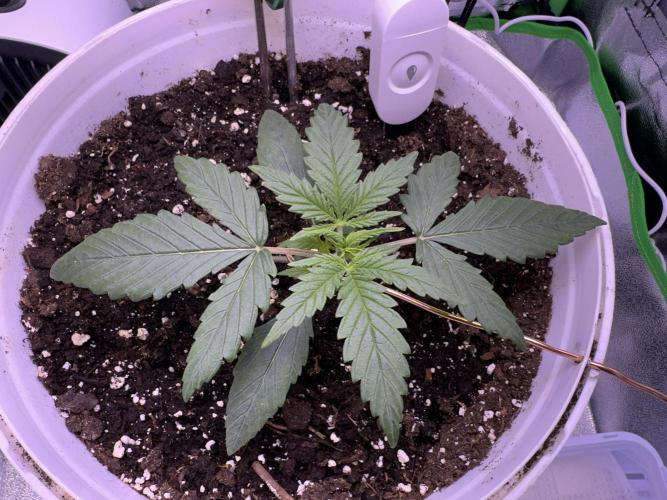 RQS Royal Dwarf Auto (1st grow). Week 3 - Tag 16