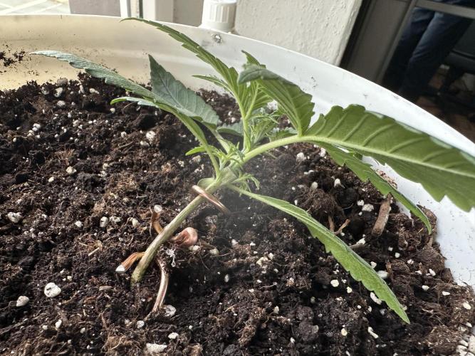 RQS Royal Dwarf Auto (1st grow). Week 3 - Tag 16