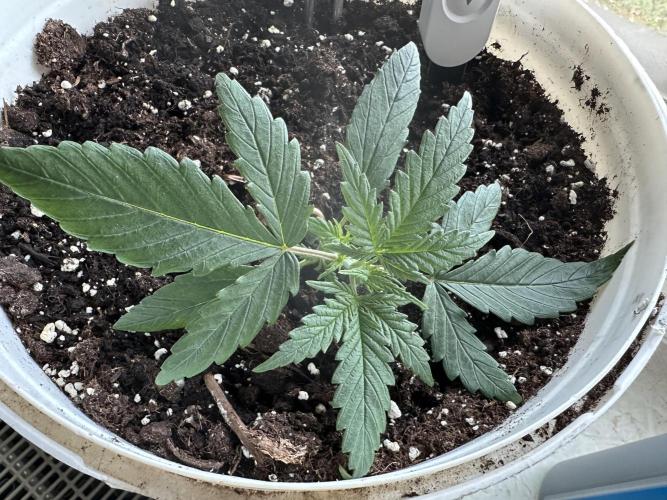 RQS Royal Dwarf Auto (1st grow). Week 3 - Tag 16