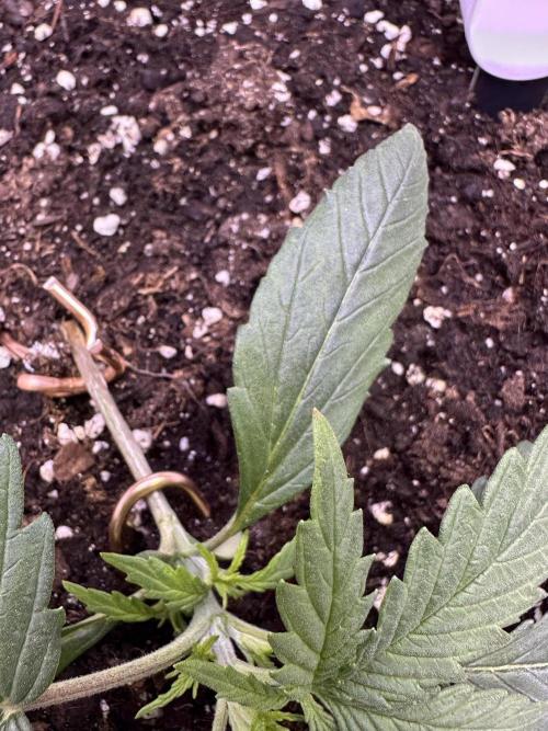 RQS Royal Dwarf Auto (1st grow). Week 3 - Tag 16