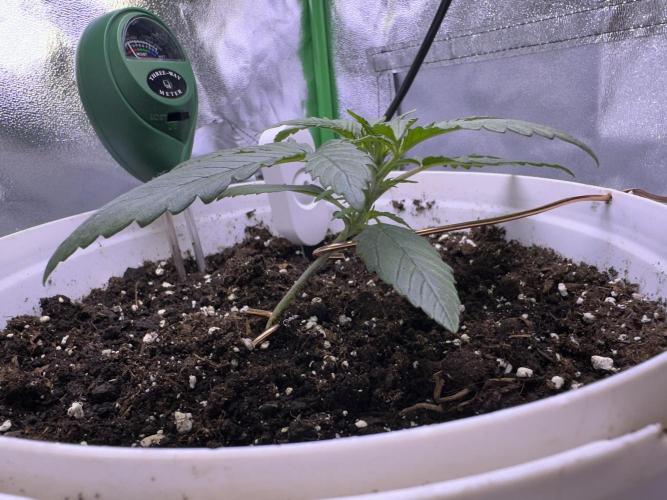 RQS Royal Dwarf Auto (1st grow). Week 3 - Tag 16