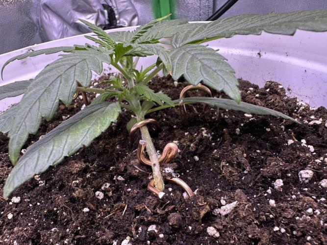 RQS Royal Dwarf Auto (1st grow). Week 3 - Tag 17