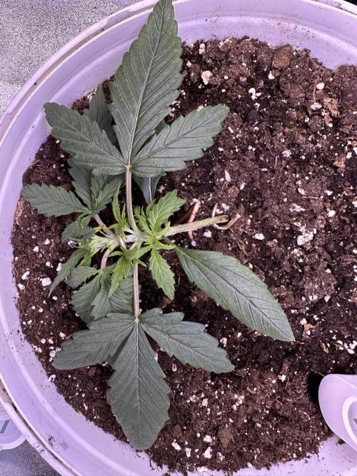 RQS Royal Dwarf Auto (1st grow). Week 3 - Tag 17