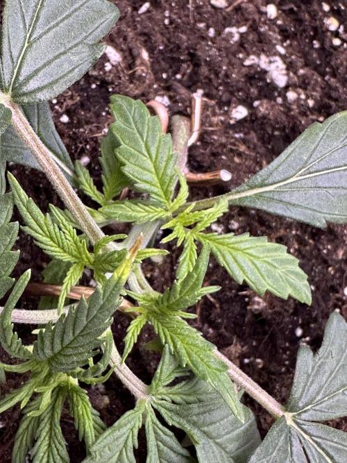RQS Royal Dwarf Auto (1st grow). Week 3 - Tag 17