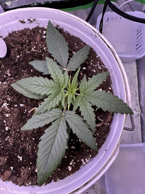 RQS Royal Dwarf Auto (1st grow). Week 3 - Tag 17