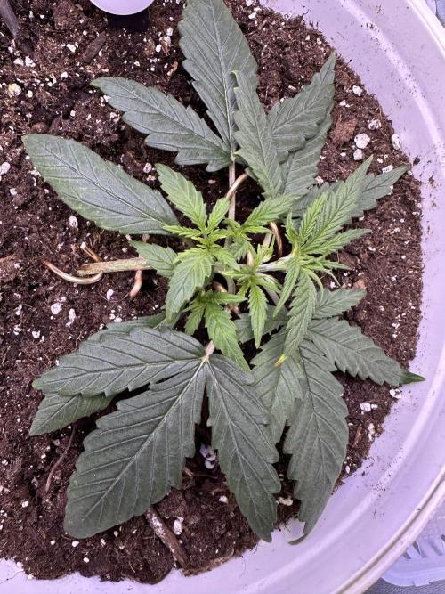 RQS Royal Dwarf Auto (1st grow). Week 3 - Tag 18
