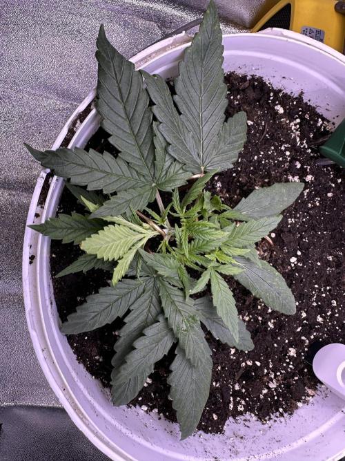 RQS Royal Dwarf Auto (1st grow). Week 3 - Tag 19