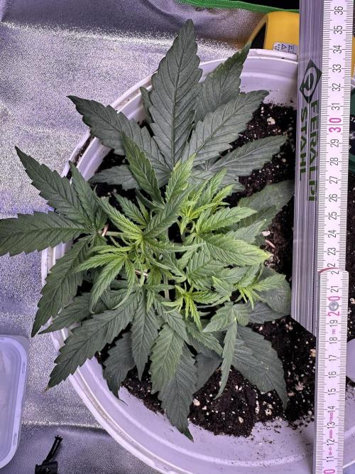 RQS Royal Dwarf Auto (1st grow). Week 3 - Tag 21