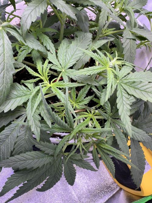 RQS Royal Dwarf Auto (1st grow). Week 5 - Tag 29