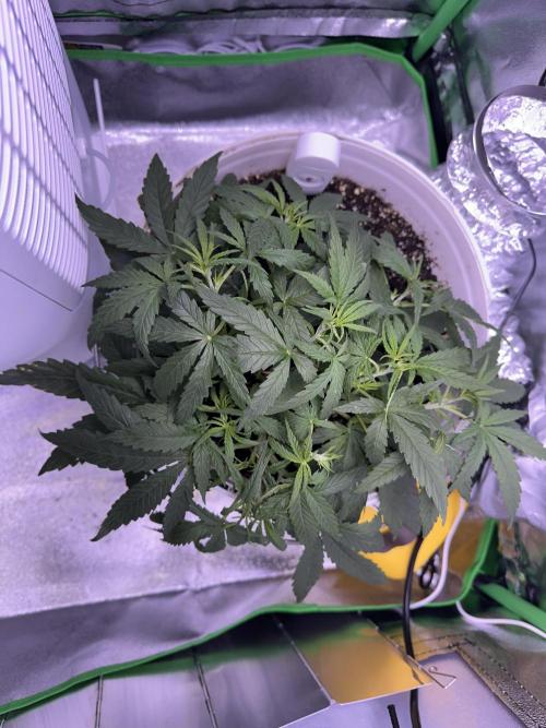 RQS Royal Dwarf Auto (1st grow). Week 5 - Tag 29