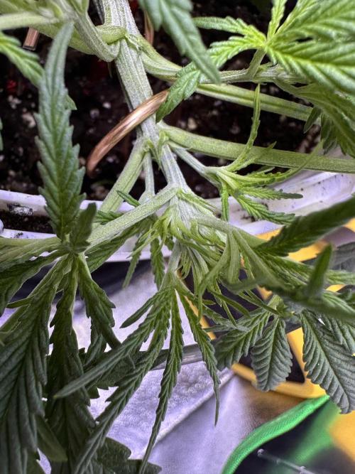 RQS Royal Dwarf Auto (1st grow). Week 5 - Tag 30