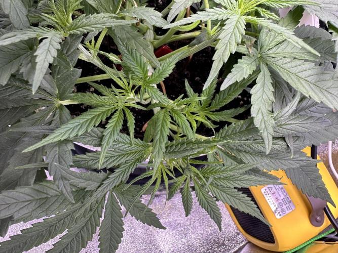 RQS Royal Dwarf Auto (1st grow). Week 5 - Tag 30