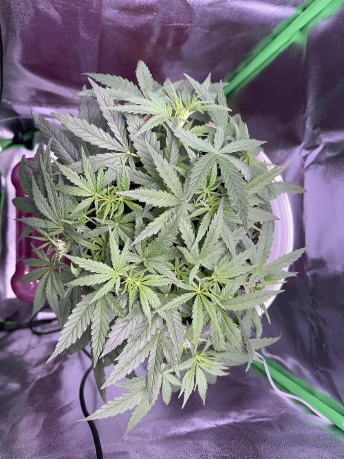 RQS Royal Dwarf Auto (1st grow). Week 5 - Tag 31