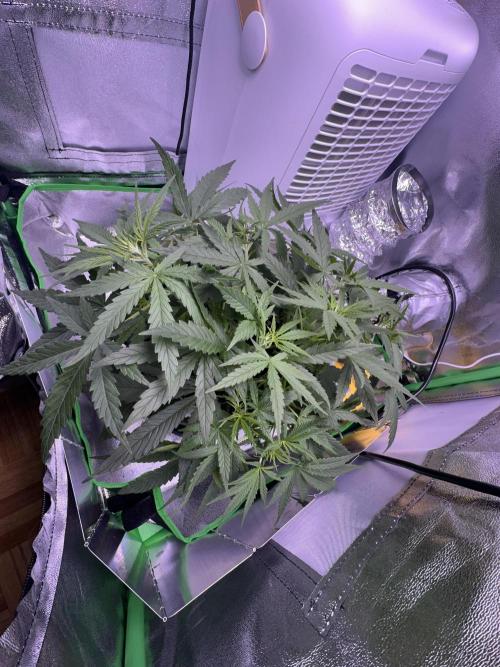 RQS Royal Dwarf Auto (1st grow). Week 5 - Tag 33