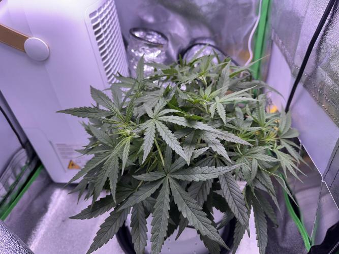 RQS Royal Dwarf Auto (1st grow). Week 5 - Tag 33