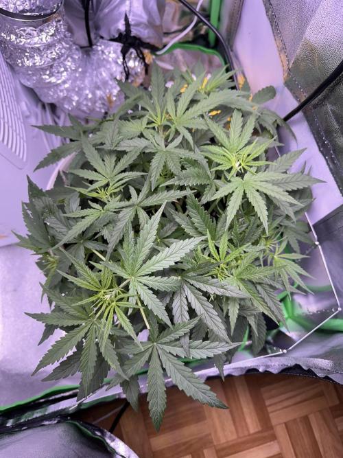 RQS Royal Dwarf Auto (1st grow). Week 5 - Tag 33