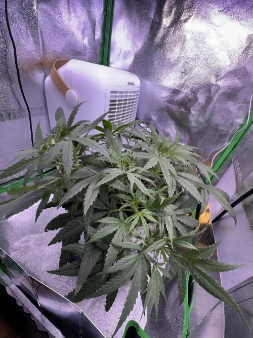 RQS Royal Dwarf Auto (1st grow). Week 5 - Tag 34