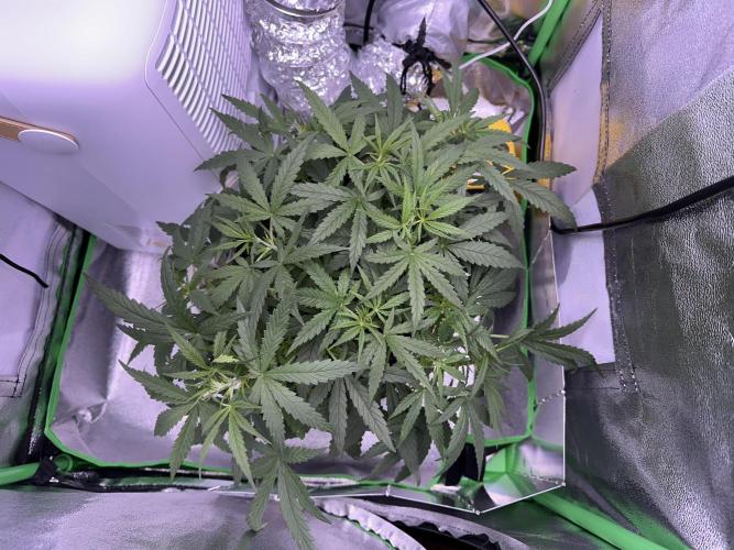 RQS Royal Dwarf Auto (1st grow). Week 5 - Tag 34