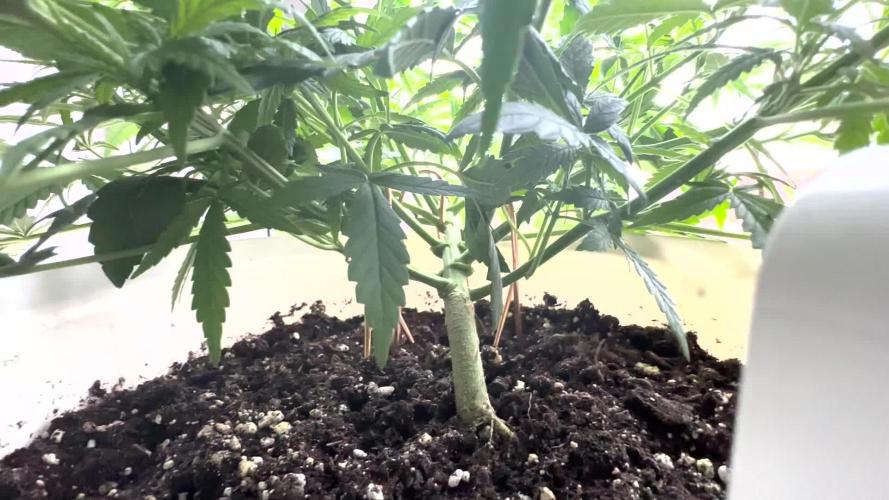 RQS Royal Dwarf Auto (1st grow)