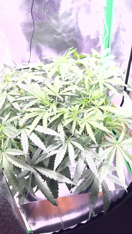 RQS Royal Dwarf Auto (1st grow)